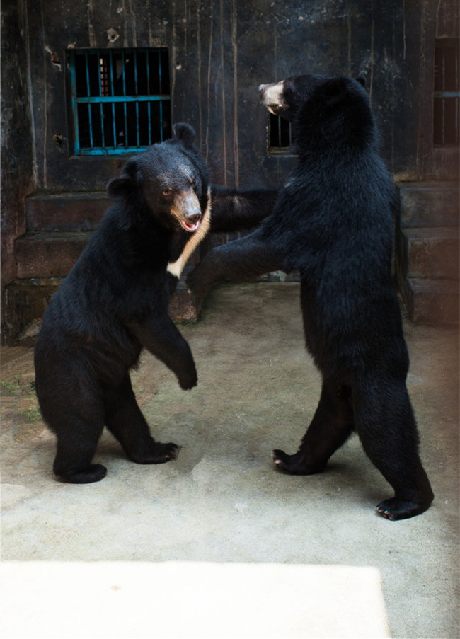 熊膽對驚癇抽搐效果好嗎？